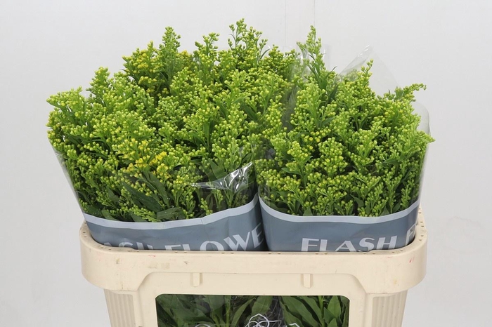 <h4>SOLI GOLDEN GLORY</h4>