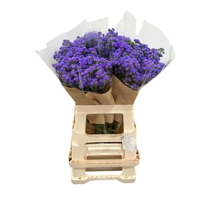 AGER H JJ VIOLET BLU