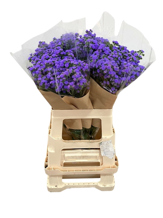 <h4>AGER H JJ VIOLET BLU</h4>