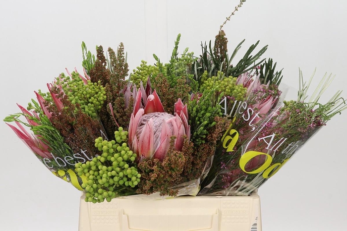 <h4>BQ Protea Cynaroides SFB</h4>