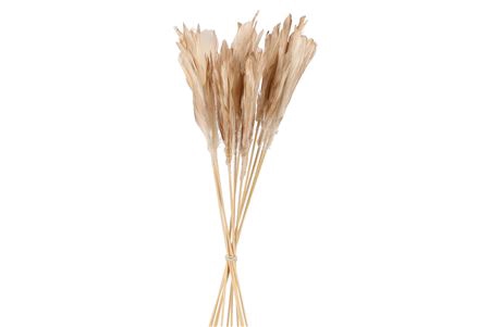 <h4>Feathers Gold Op Stok 58cm P/12</h4>