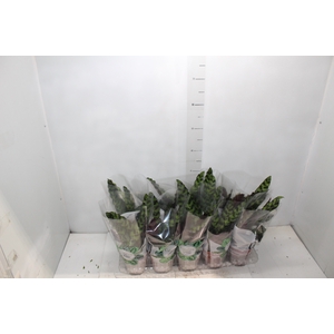 CALATHEA INSIGNIS P12