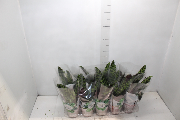 <h4>CALATHEA INSIGNIS P12</h4>