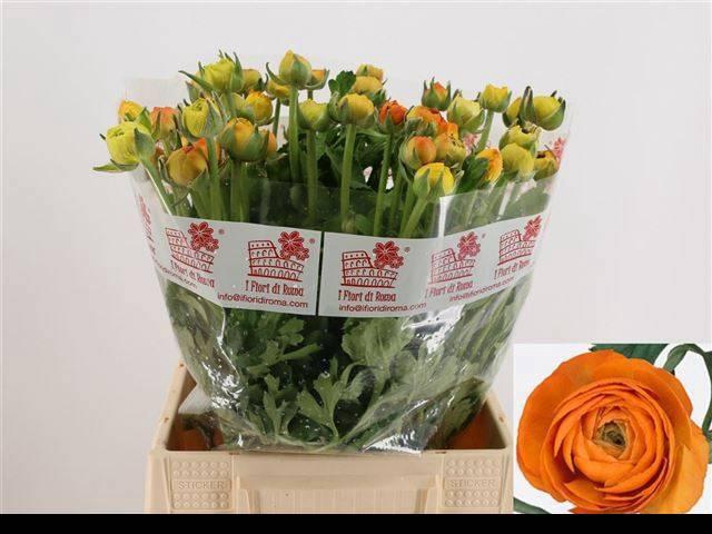 <h4>RAN EL ORANGE</h4>