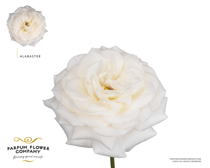 Rosa Garden Alabaster