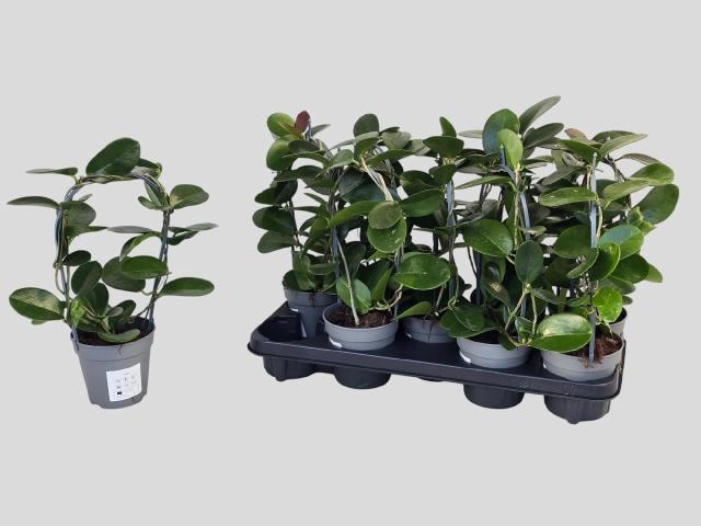 <h4>HOYA AUSTRALIS</h4>