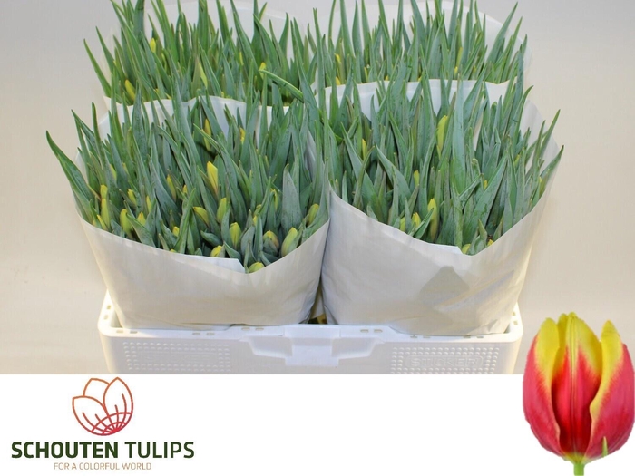 <h4>TU EN JAN SEIGNETTE</h4>