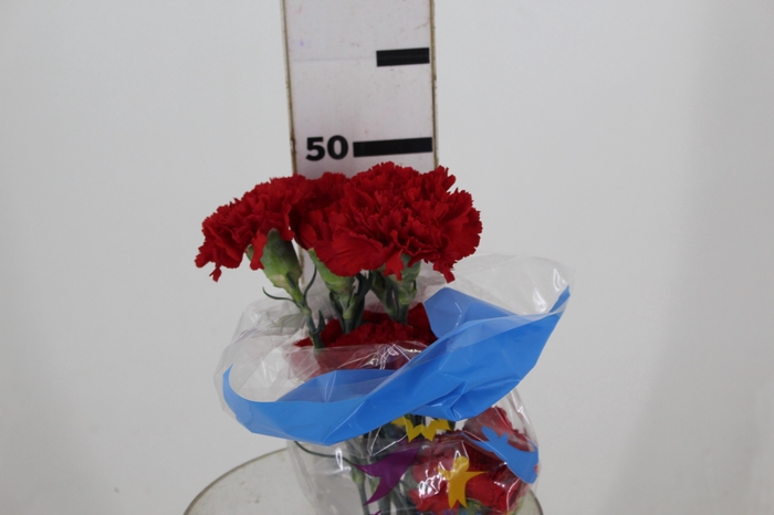 <h4>CRAVO DON PEDRO 060 CM</h4>