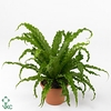 ASPLENIUM OSAKA