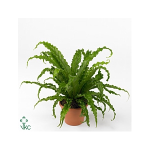 Asplenium Osaka