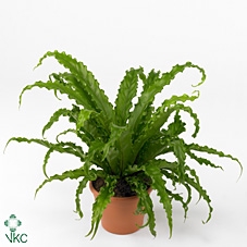 ASPLENIUM OSAKA