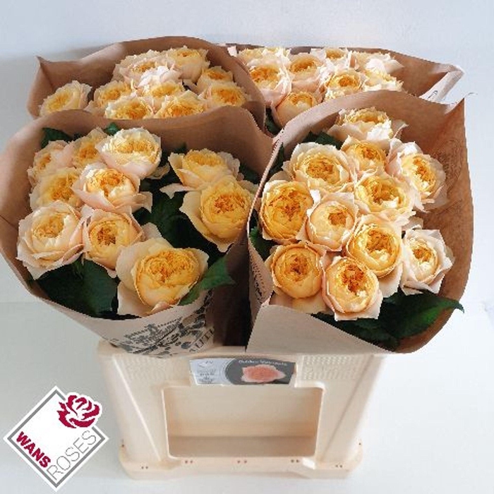 <h4>ROSA GR 'GOLDEN VUVUZELA'</h4>