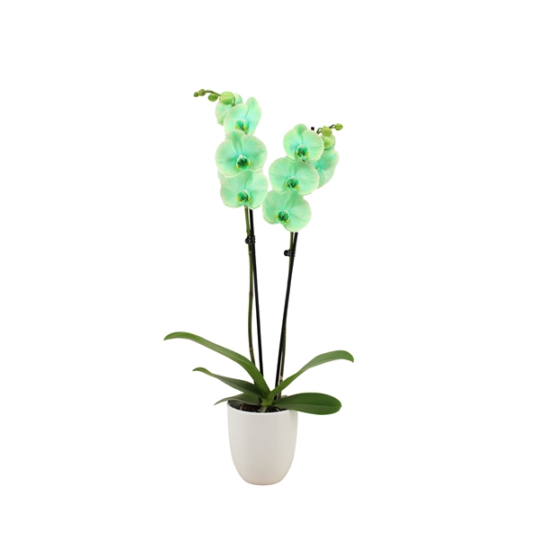 <h4>Hugo White Phal I Am Green 2T14+</h4>