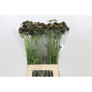 Scabiosa atropurpurea Bon Bon Scoop Merlot