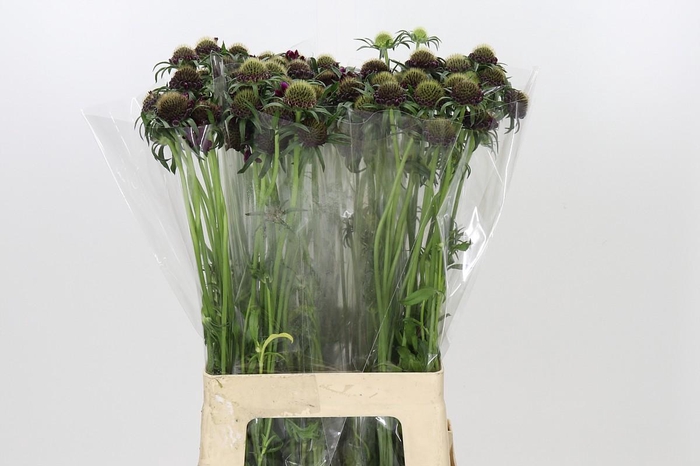 Scabiosa atropurpurea Bon Bon Scoop Merlot