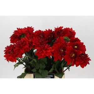 Dahlia Heatwave