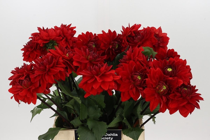 <h4>Dahlia Heatwave</h4>