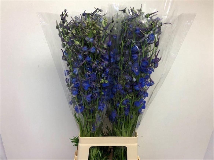 <h4>DELPH EN DONNA</h4>