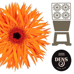 Gerbera Spider Orange Springs Diamond