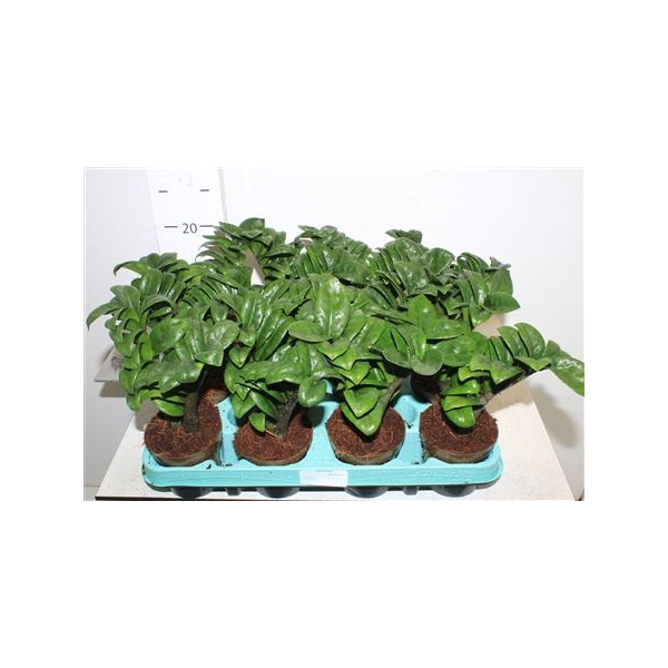 <h4>Zamioculcas Zenzi 2+</h4>