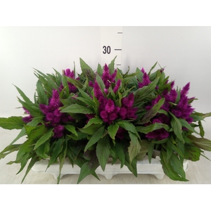 Celosia spic. 'Intenz Dk Purple'