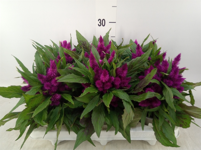 <h4>Celosia spic. 'Intenz Dk Purple'</h4>