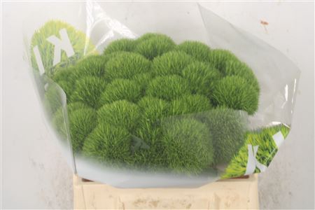 <h4>Di Barb Kiwi Mellow</h4>