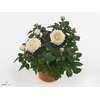 Rosa  'Amorosa Infinity White'