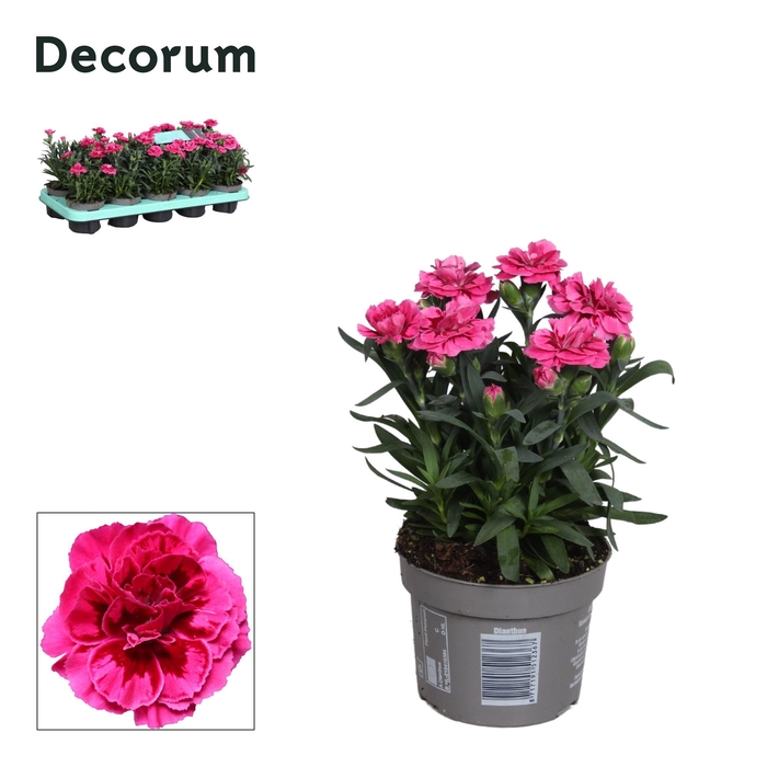 <h4>Dianthus - 10,5 cm - Oscar Purple Wings - Decorum</h4>