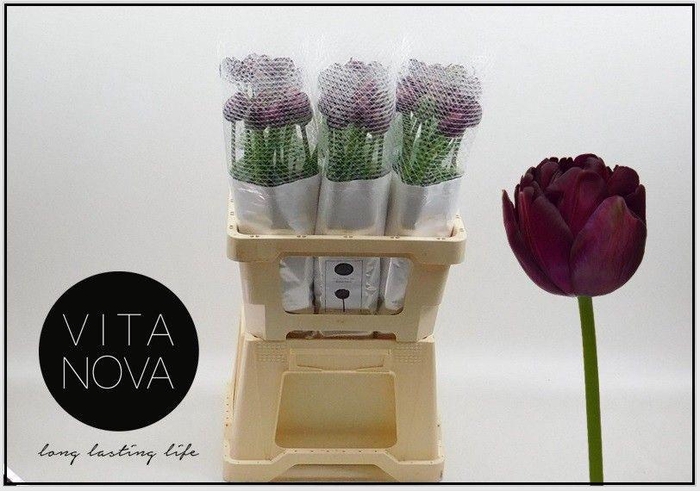 <h4>TU DU BLACK HERO</h4>