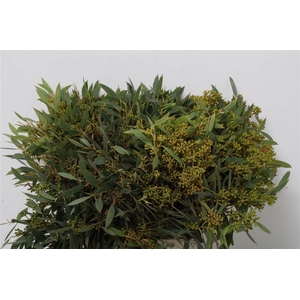 Eucalyptus per bos populifolia (met bes)