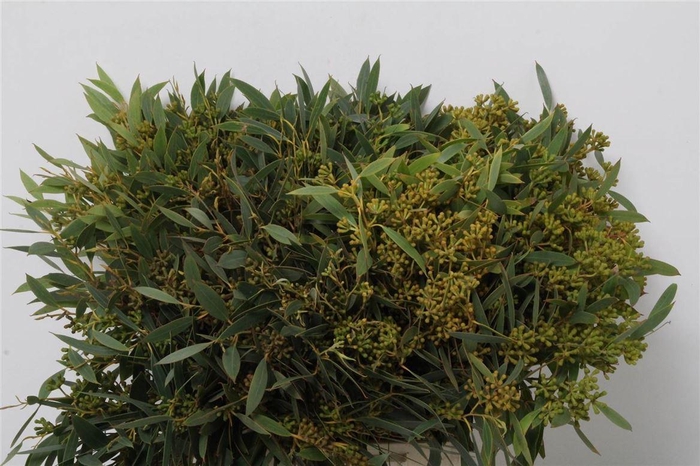 <h4>Eucalyptus per bos populifolia (met bes)</h4>