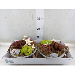 Arr.  Sempervivum L%