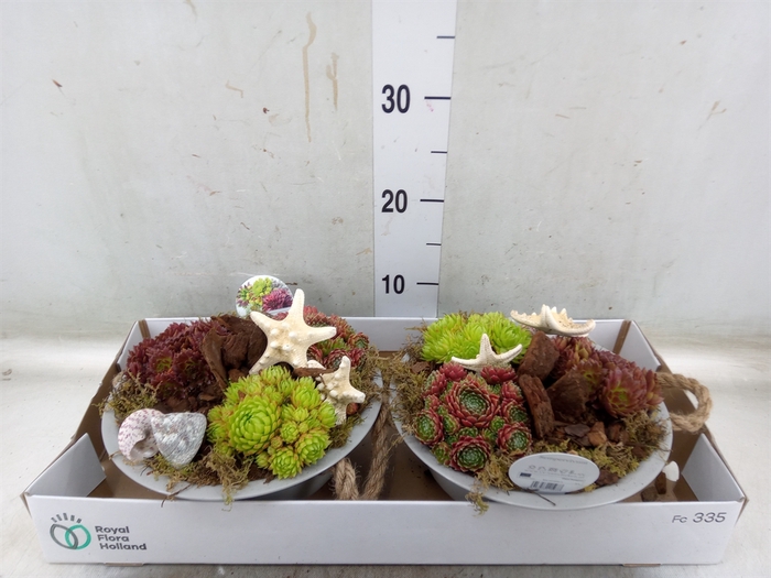 <h4>Arr.  Sempervivum L%</h4>