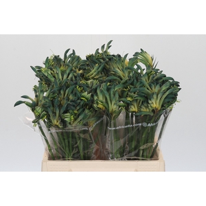 Anigozanthos Overig