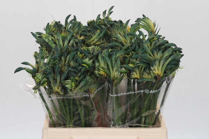 <h4>Anigozanthos Overig</h4>