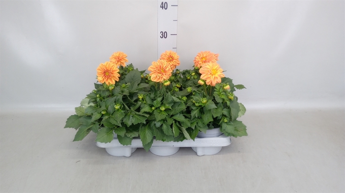 <h4>Dahlia   ...</h4>