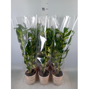 Dendrobium nob. 'StarCla Apollon'