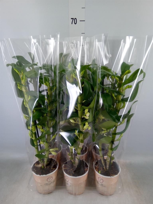 <h4>Dendrobium nob. 'StarCla Apollon'</h4>