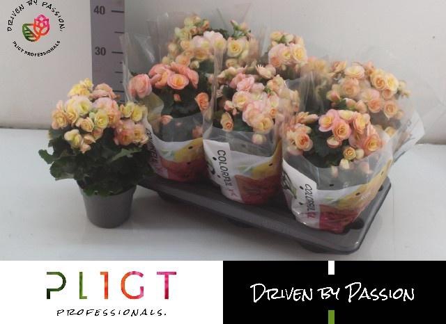 <h4>BEG DU HAILEY SUNSET</h4>