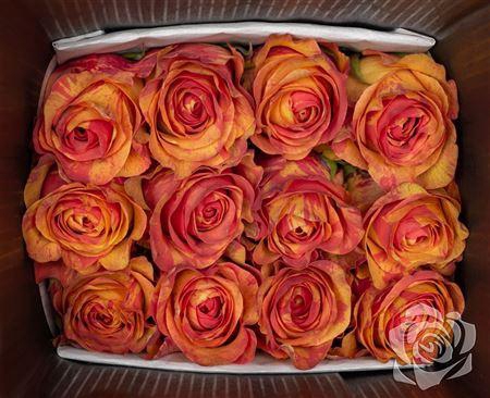 <h4>R Gr Butterfly</h4>