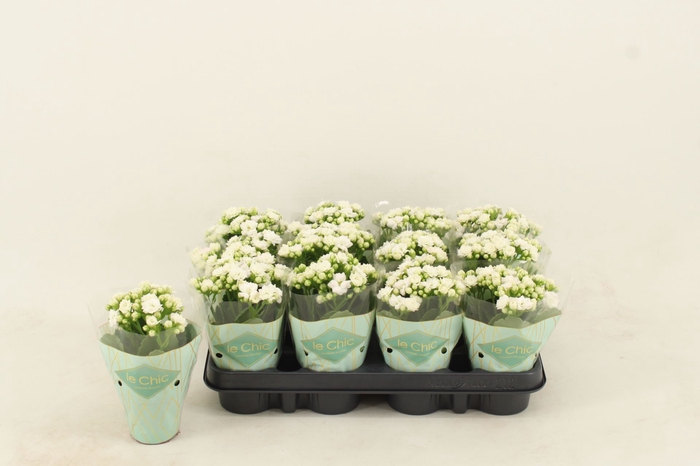 <h4>Kalanchoe Grandiva Loy</h4>