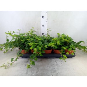 Hedera helix 'Wonder'