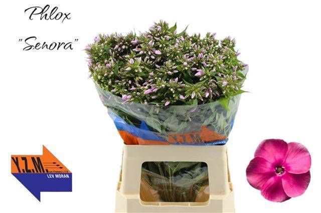 <h4>PHLOX P SENORA</h4>