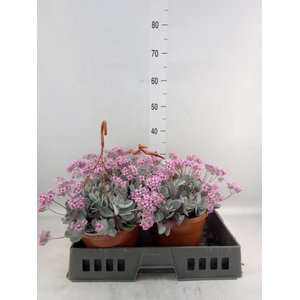Kalanchoe NF pumila
