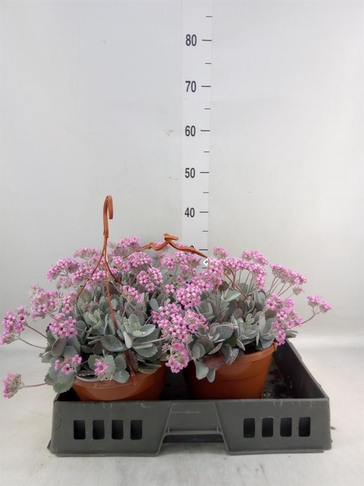 <h4>Kalanchoe NF pumila</h4>