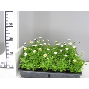 CHRYS PALUDOSUM