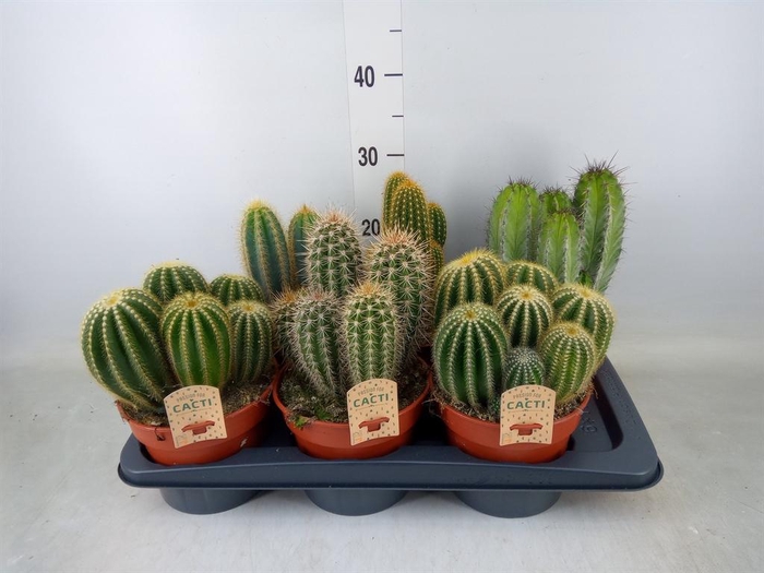 <h4>Cactus   ...mix</h4>