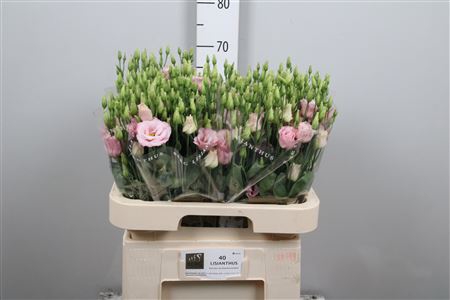 <h4>Eus G Lisanne L Pink</h4>