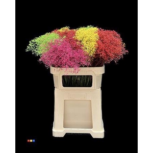 Gyps Million Star Mix Mix